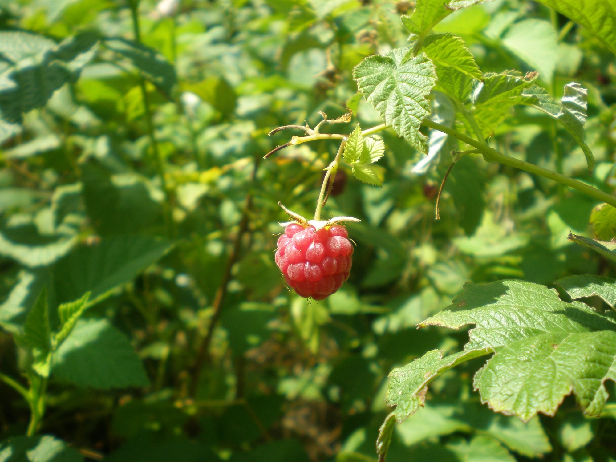 A vibrant ripe raspberry-like loganberry on the vine in a garden