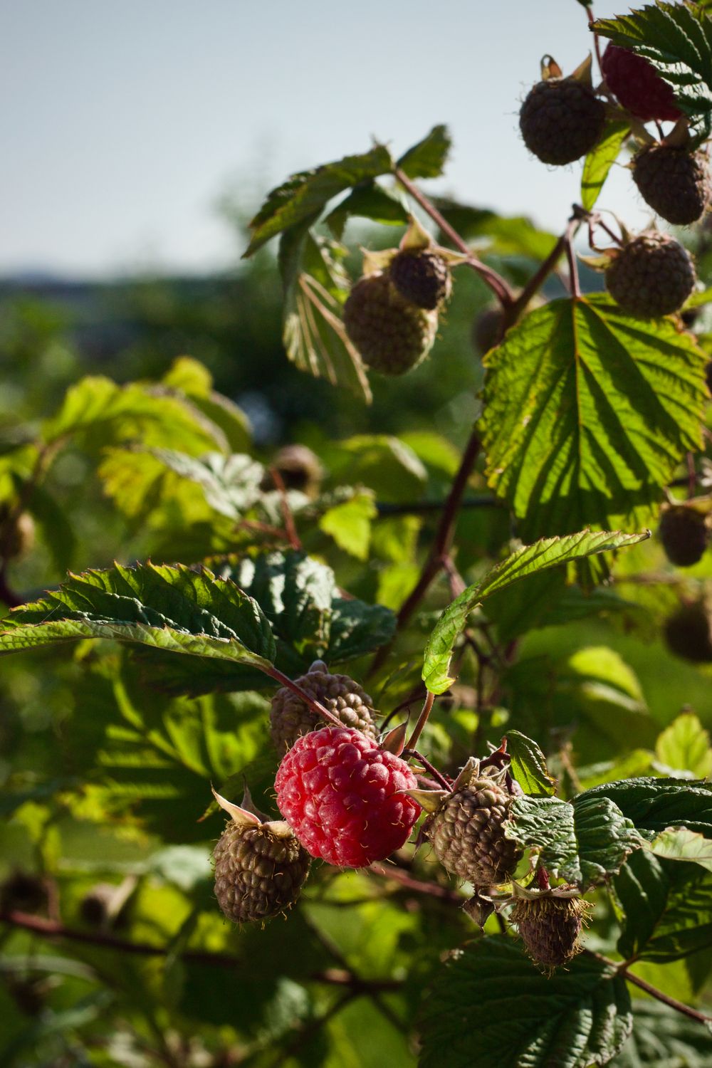 Ripe red raspberry on the cane in a sunlit garden