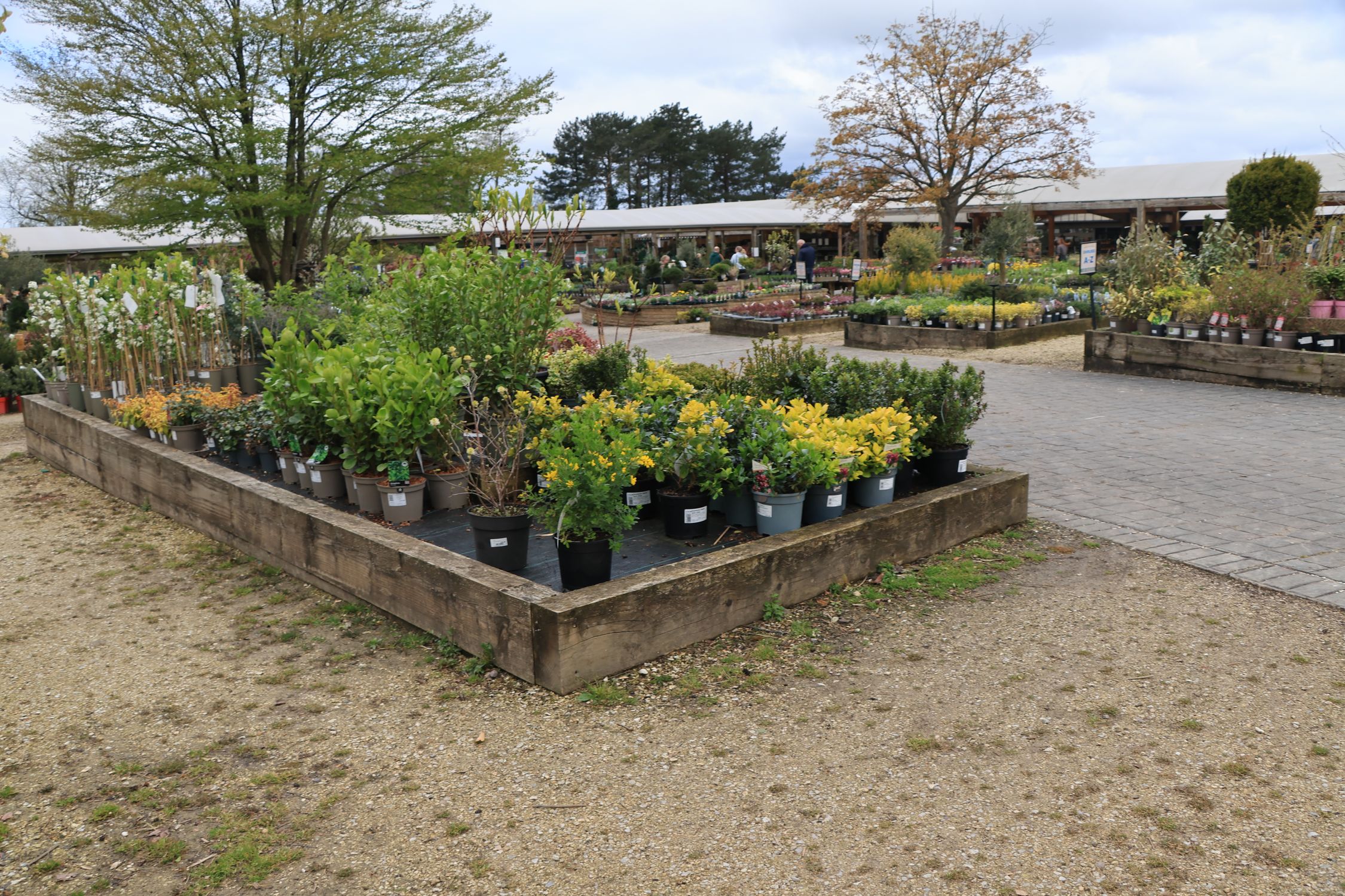 Rows of potted plants at a UK plant nursery - British Berries Guide