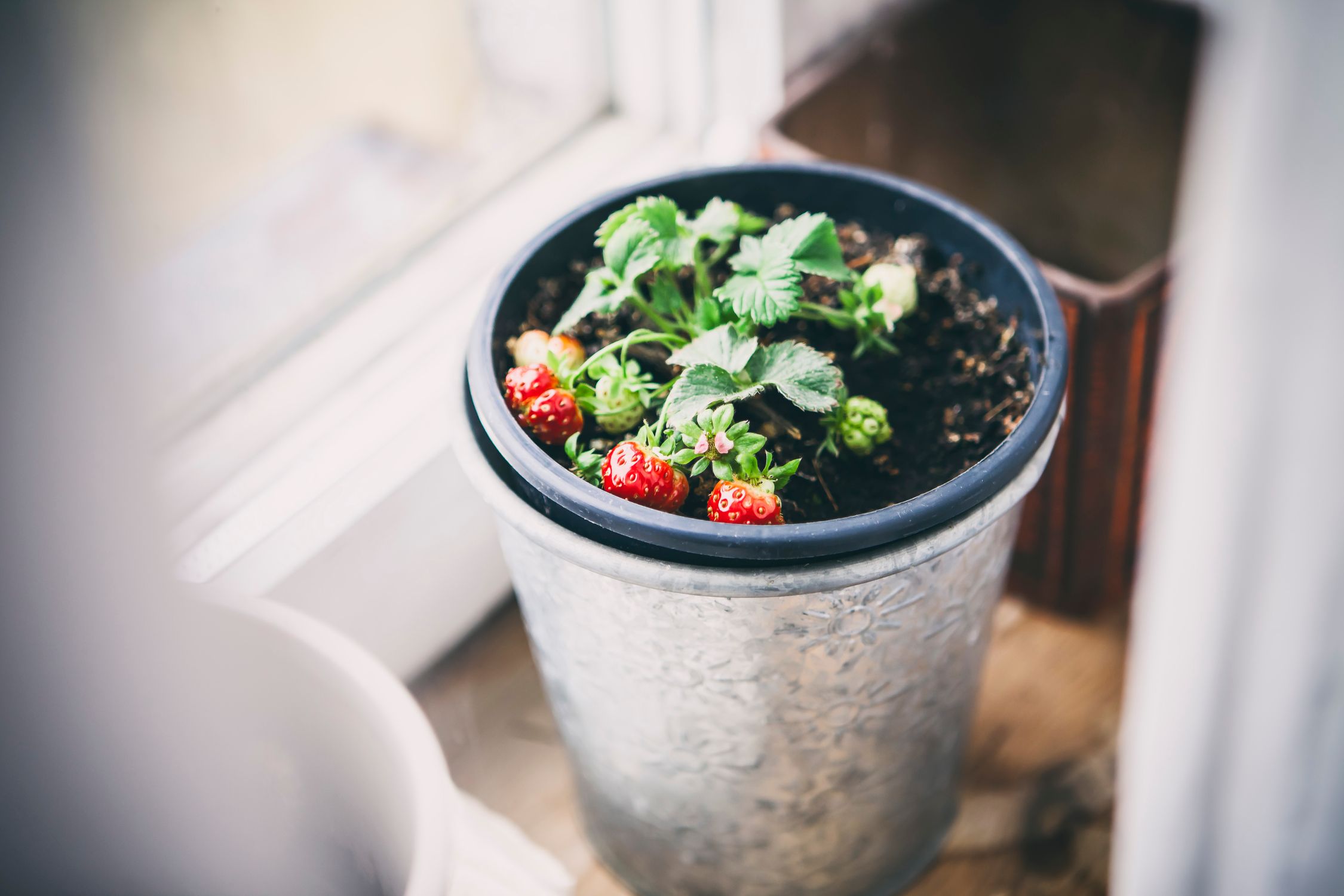Strawberry plant growing in a pot with ripening fruit