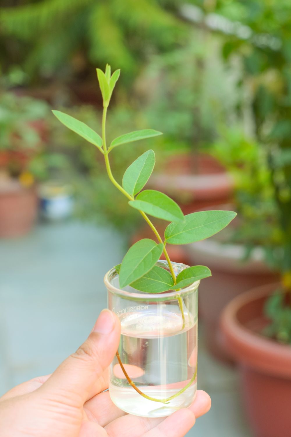 A softwood plant cutting rooting in a jar of water - British Berries Guide