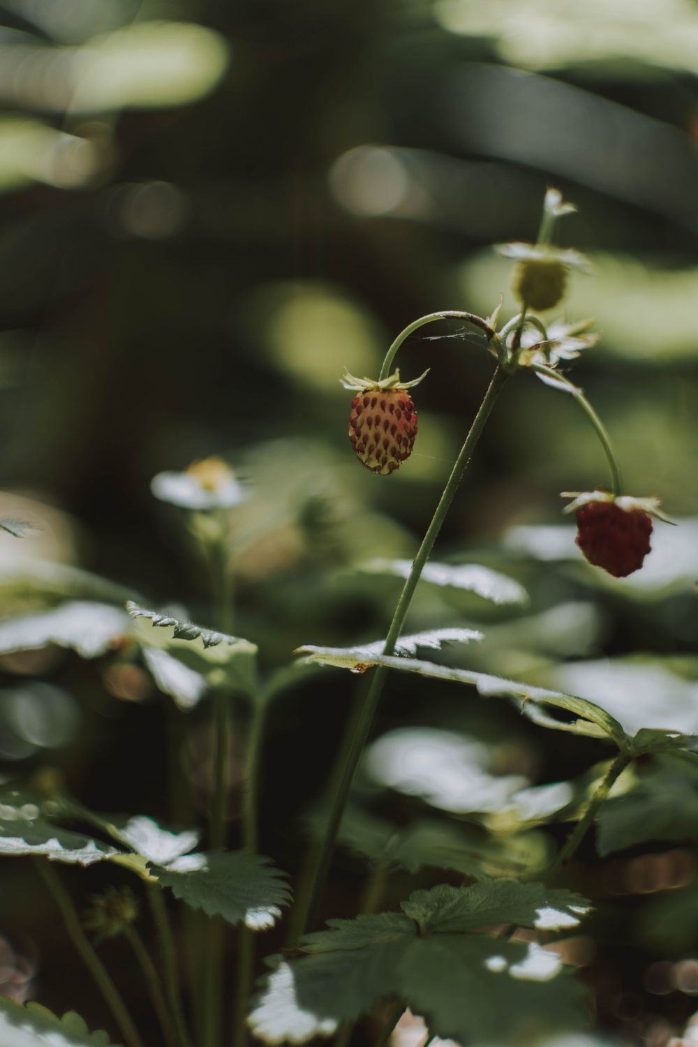 Tiny wild strawberry growing on a delicate stem among green leaves