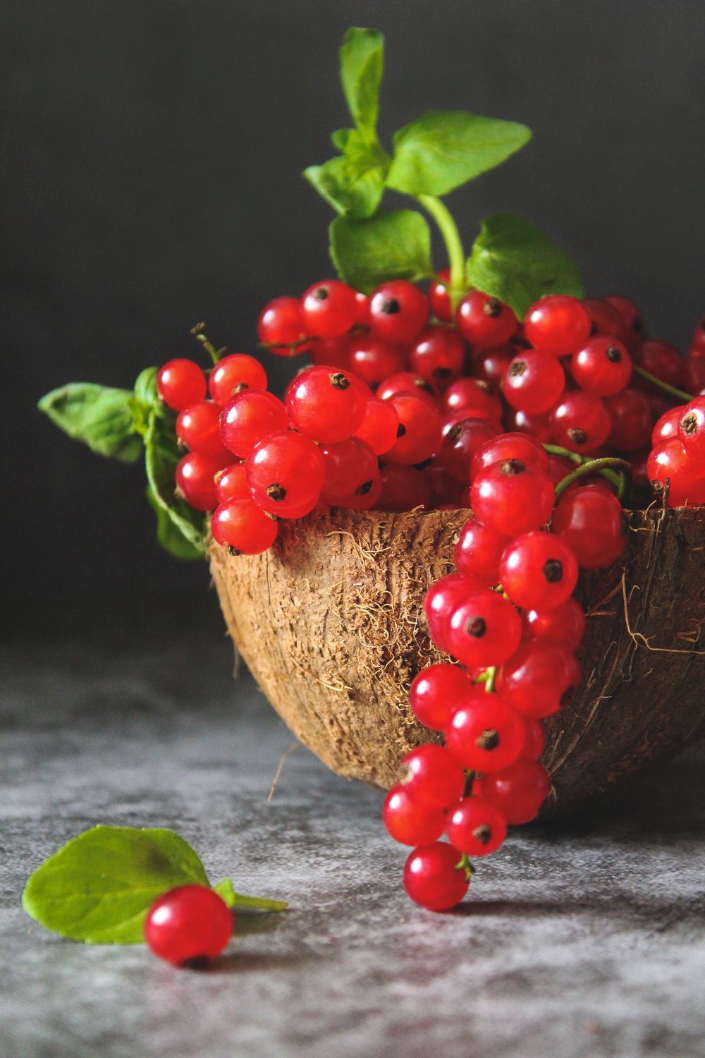 Fresh redcurrants ready for making jelly