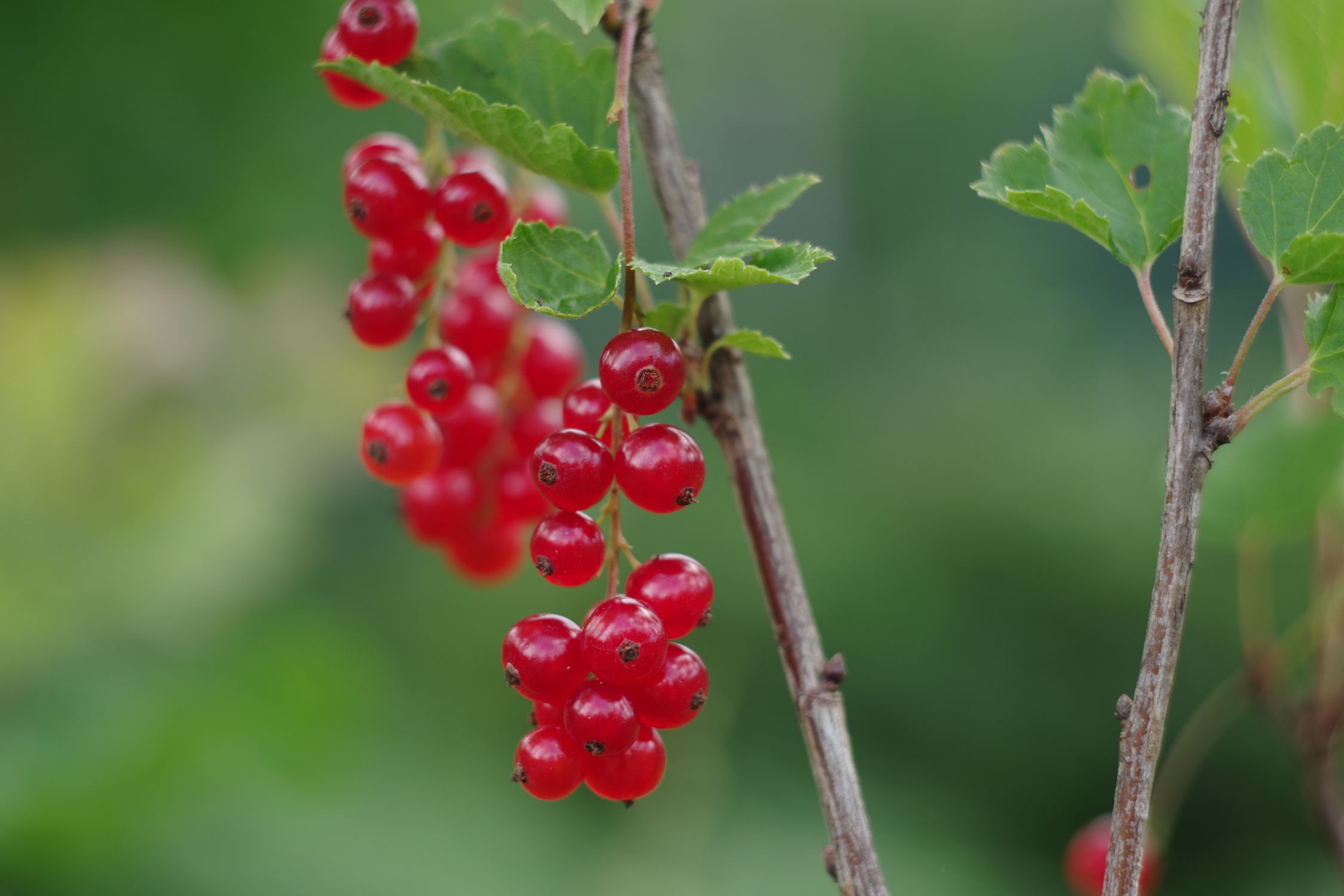 Vibrant red currants on a branch with green leaves - British Berries Guide