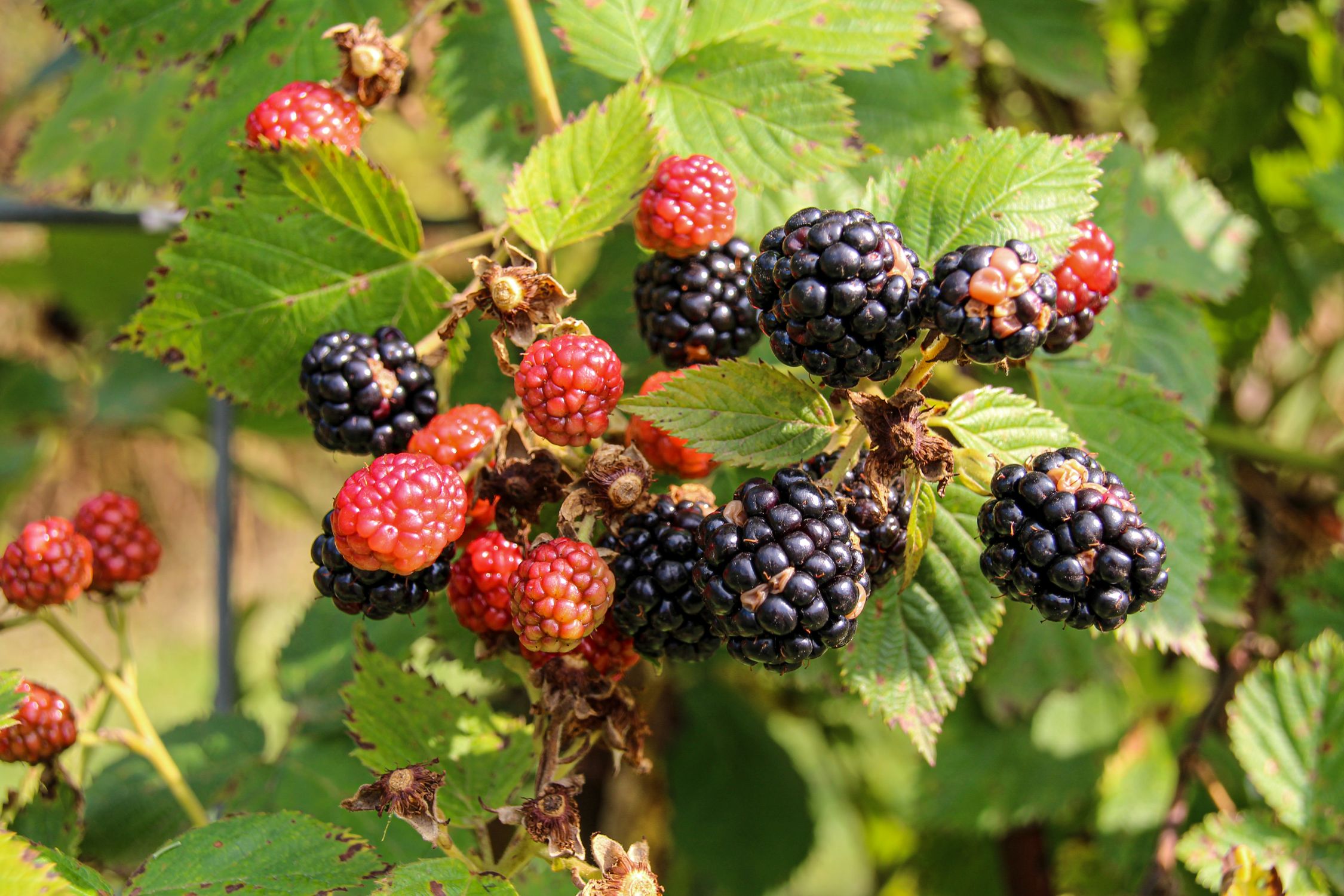 Ripe and unripe blackberries on the vine - British Berries Guide