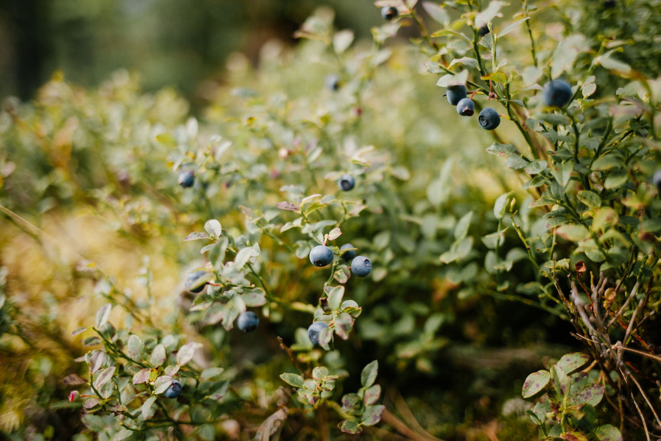 Blueberries growing on a compact bush surrounded by green foliage