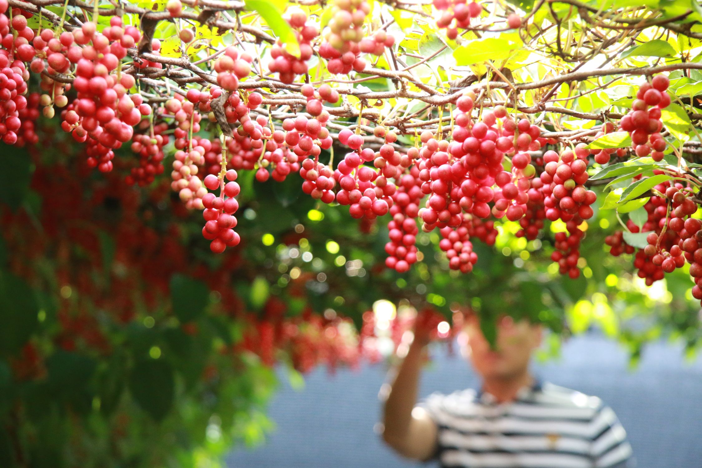 Clusters of red schisandra (five-flavour) berries on the vine