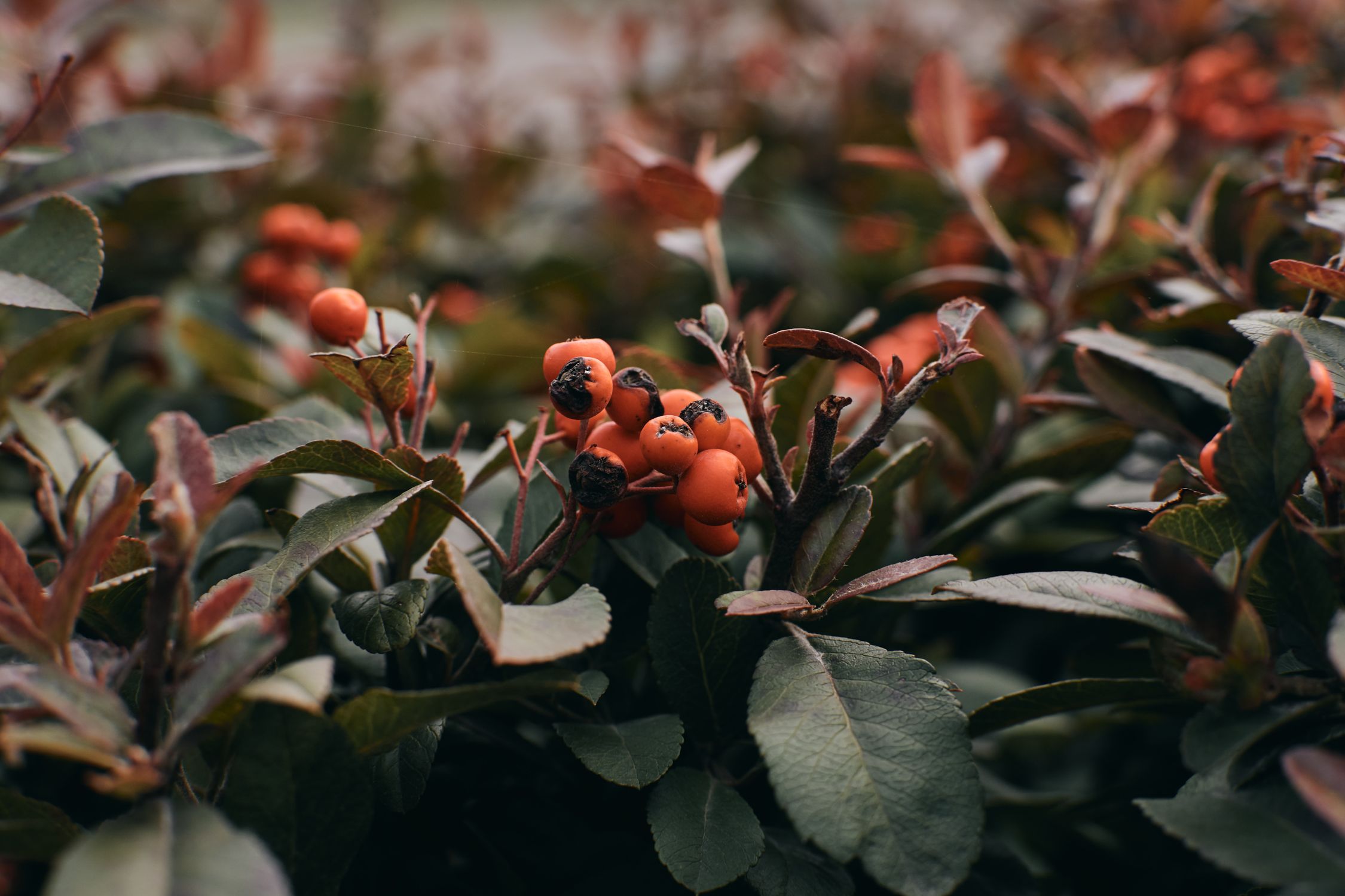 Vibrant orange berries clustered on a green bush - British Berries Guide