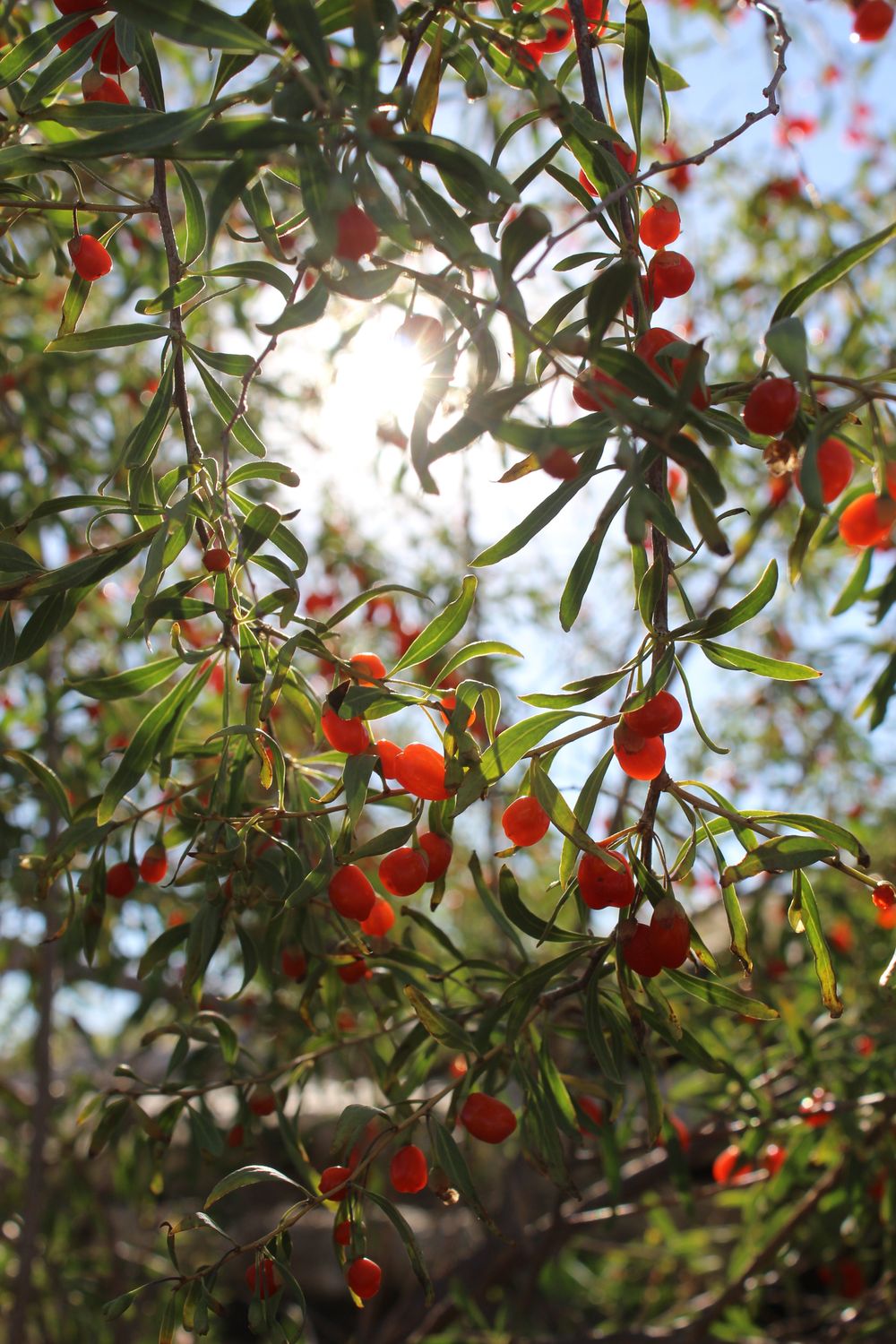 Vibrant red goji berries hanging from branches with sunlight streaming through the leaves