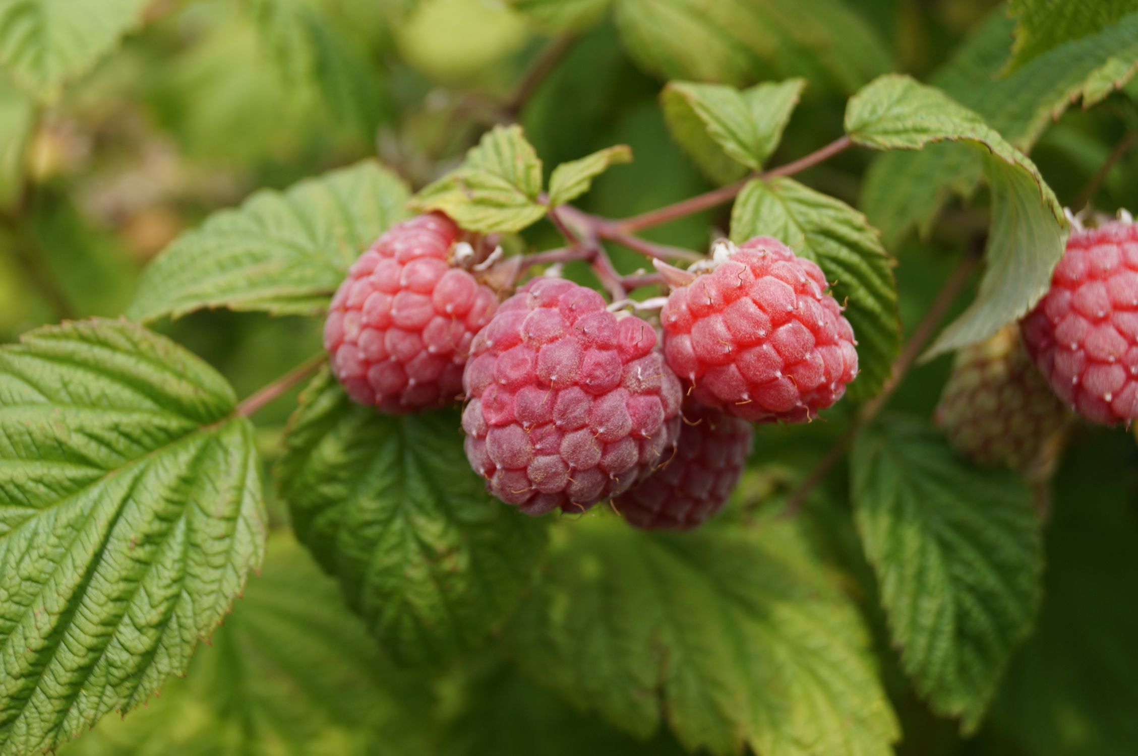Ripe red raspberries growing on a bush with green leaves in a garden