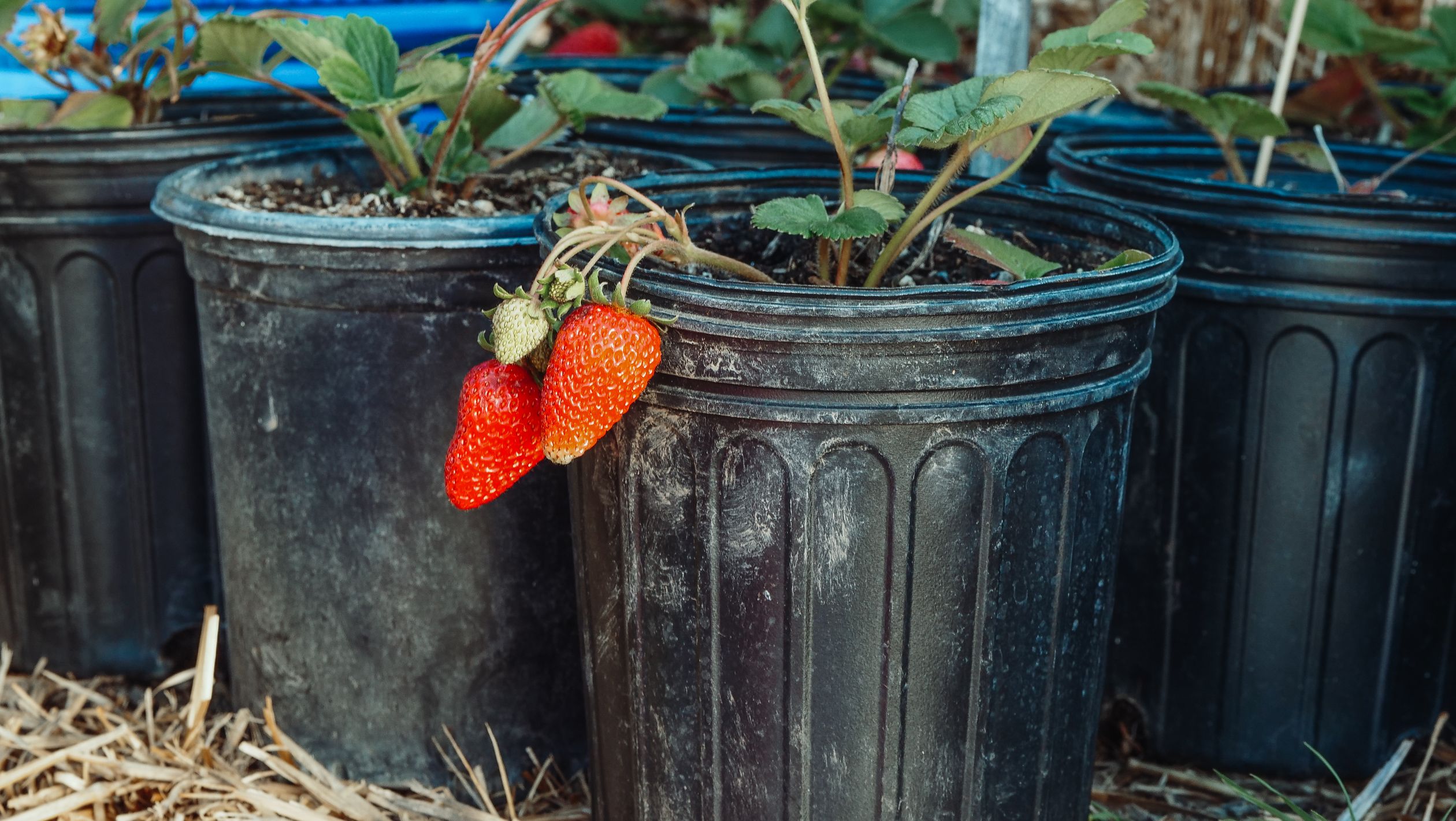 Strawberry plants growing in containers