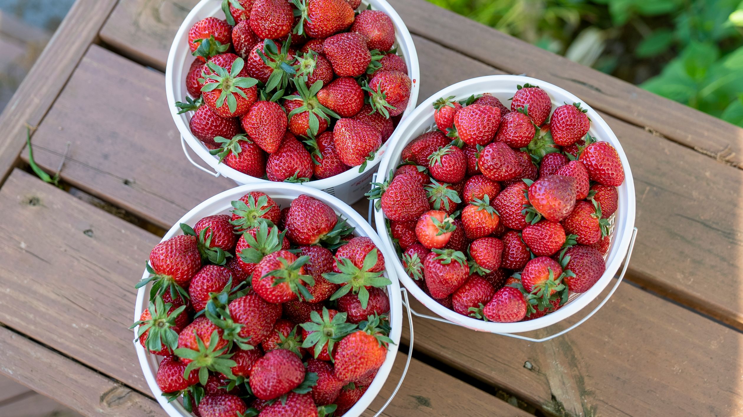 Buckets full of freshly harvested ripe strawberries