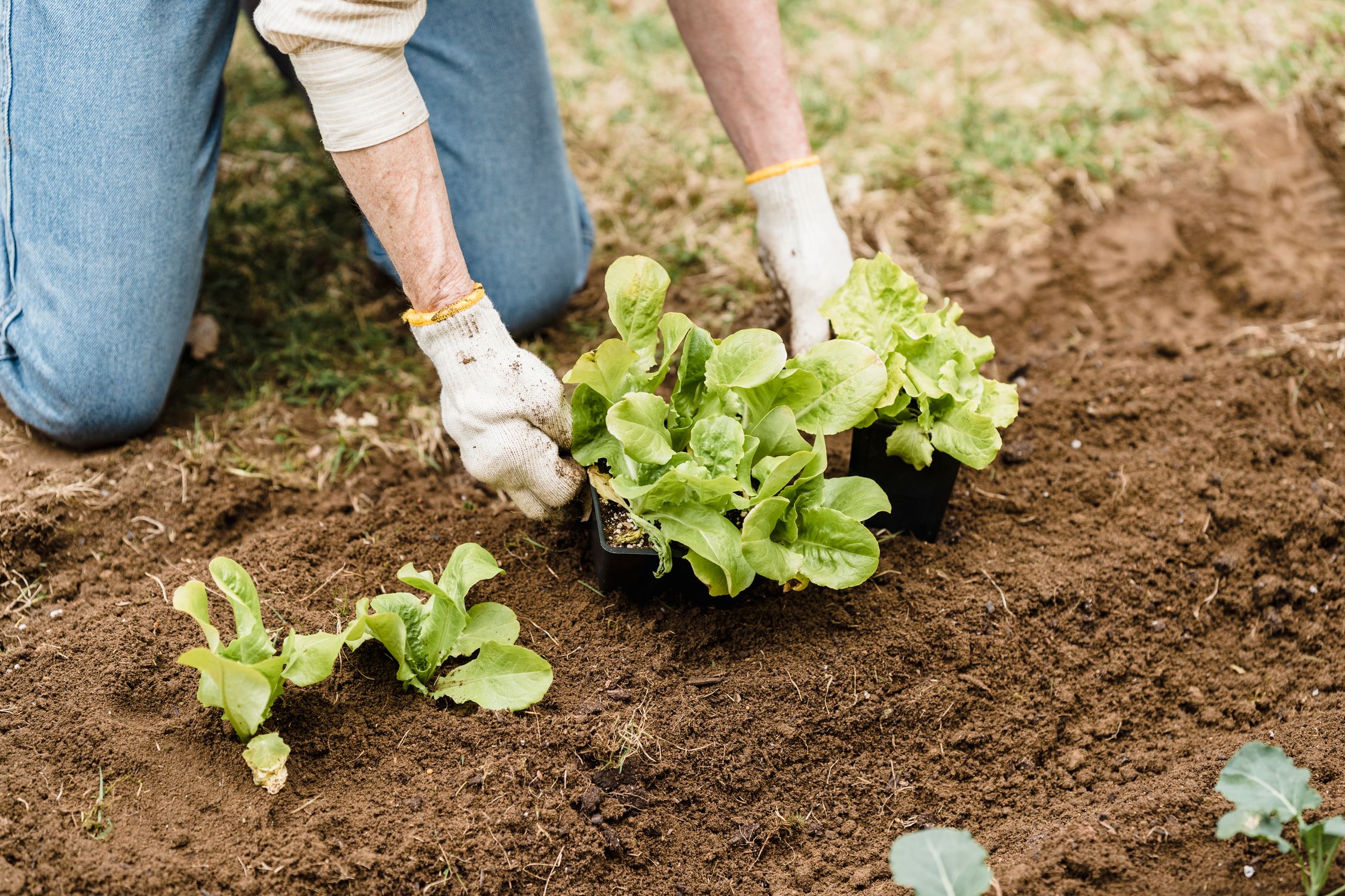 Planting out young plants in the garden