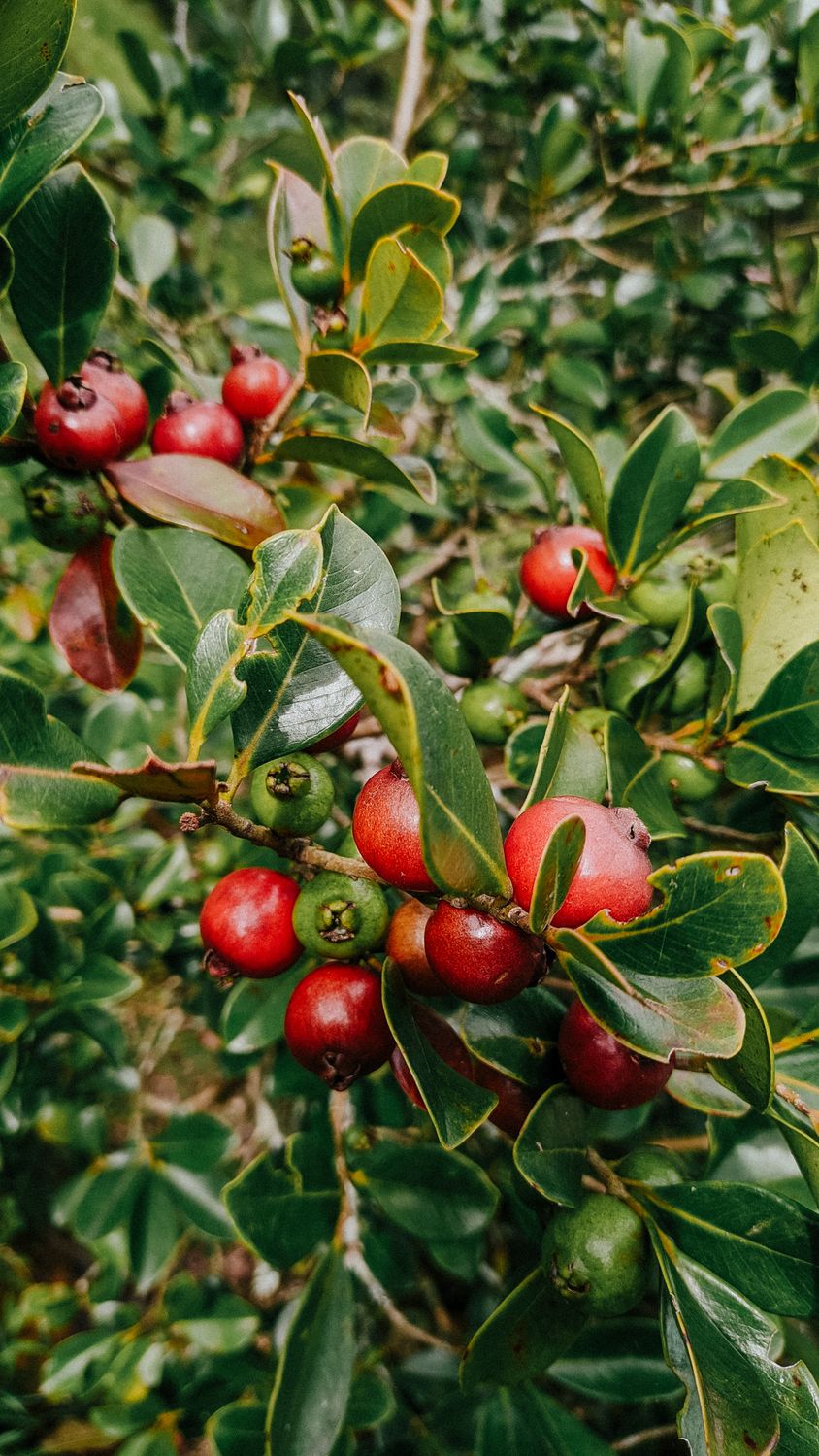 Small round red Chilean guava berries on an evergreen shrub with glossy leaves