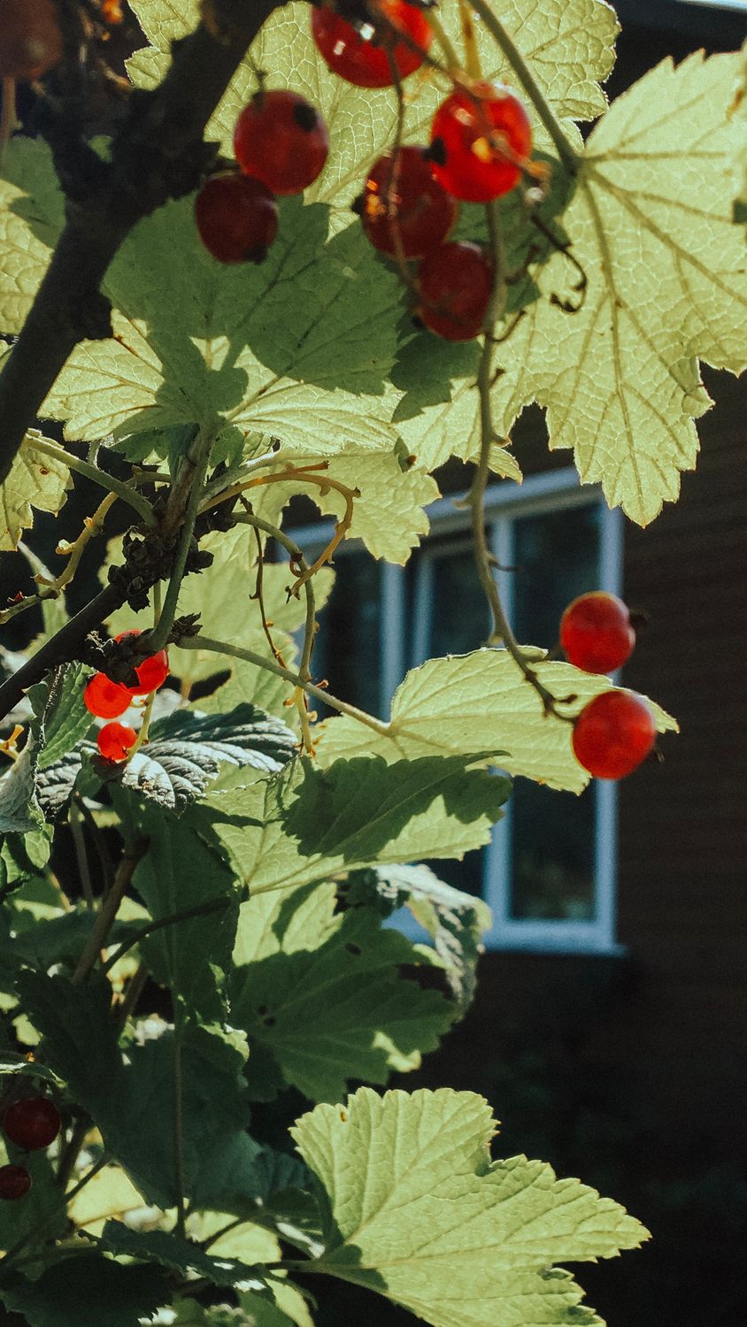 Translucent red redcurrants hanging from a branch backlit by sunlight in a garden
