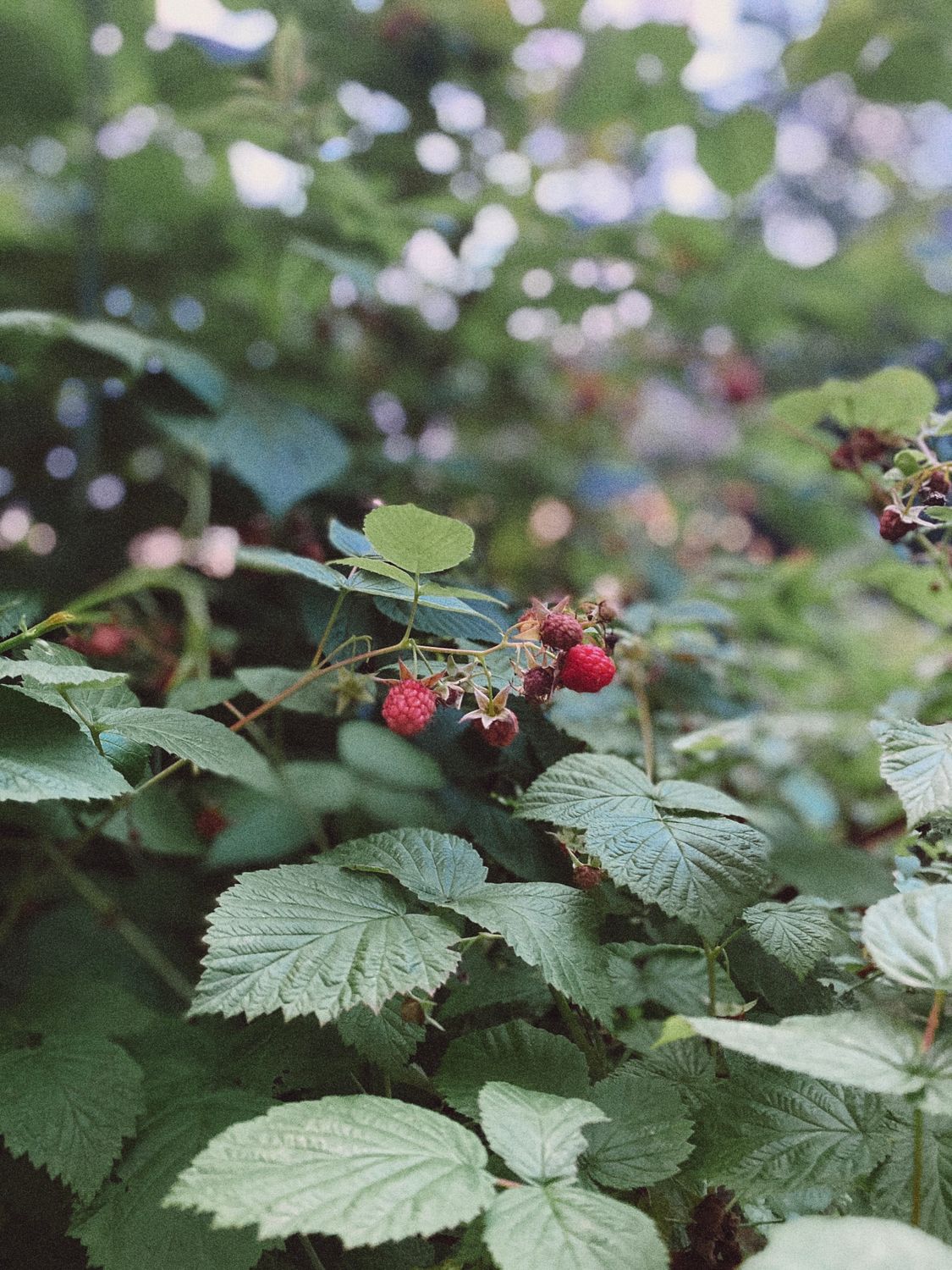 Ripe and ripening raspberries on the cane