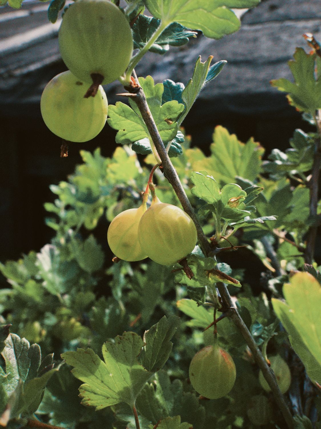 Green gooseberries ripening on the bush