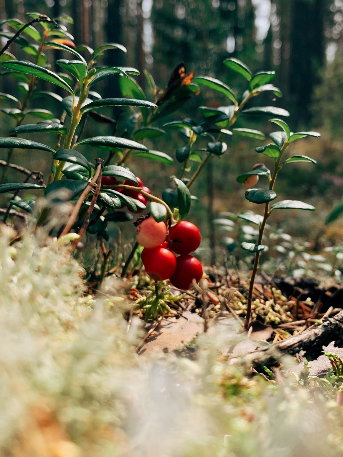 Lingonberries ripening on the plant