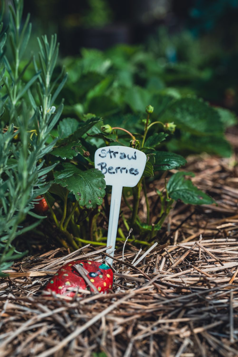 A strawberry plant growing in a garden bed
