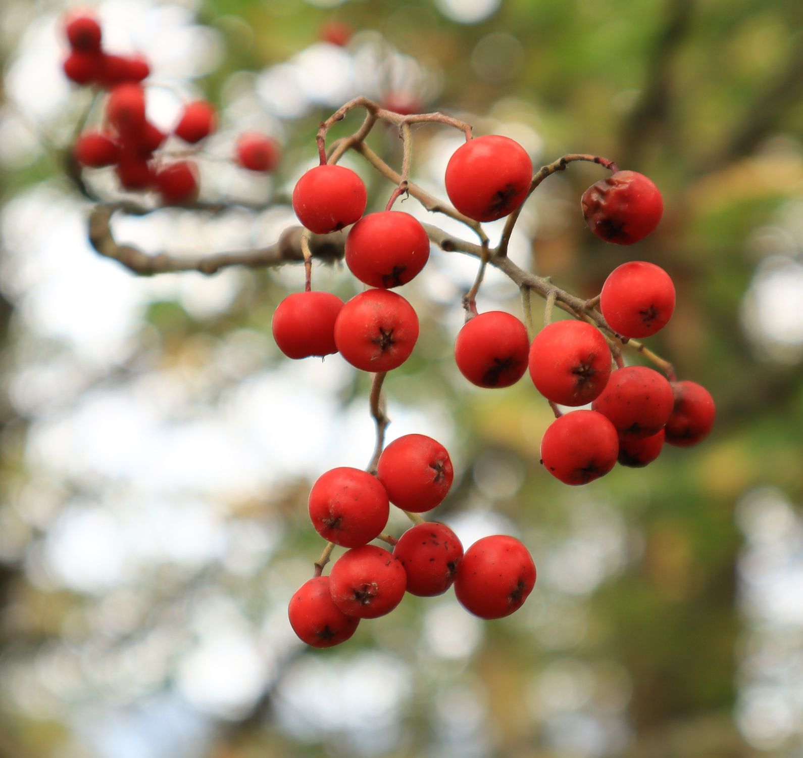 Red berries on a branch, similar to red chokeberries