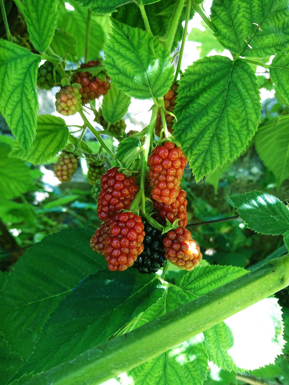 Ripe loganberries ripening from red to dark on the cane - British Berries Guide